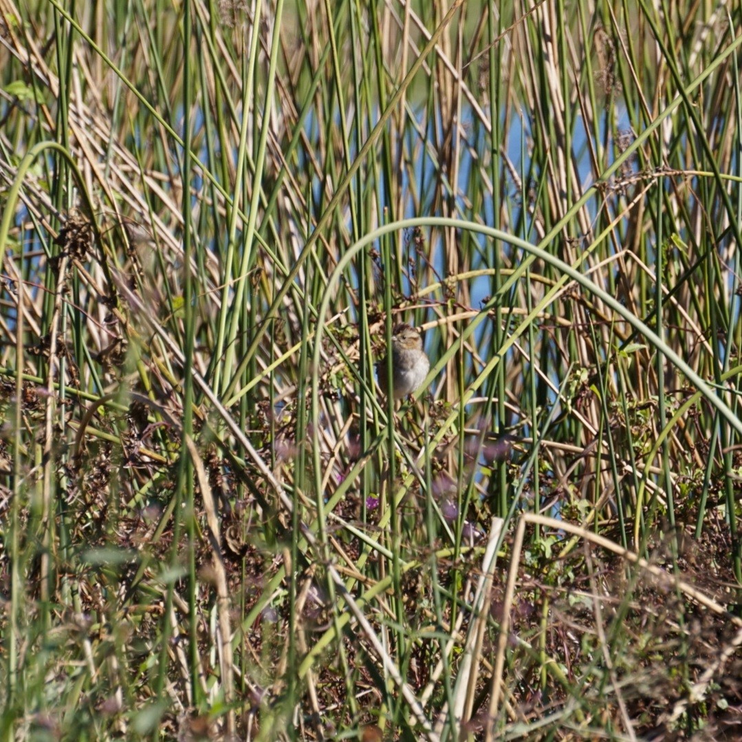Swamp Sparrow - ML645974355