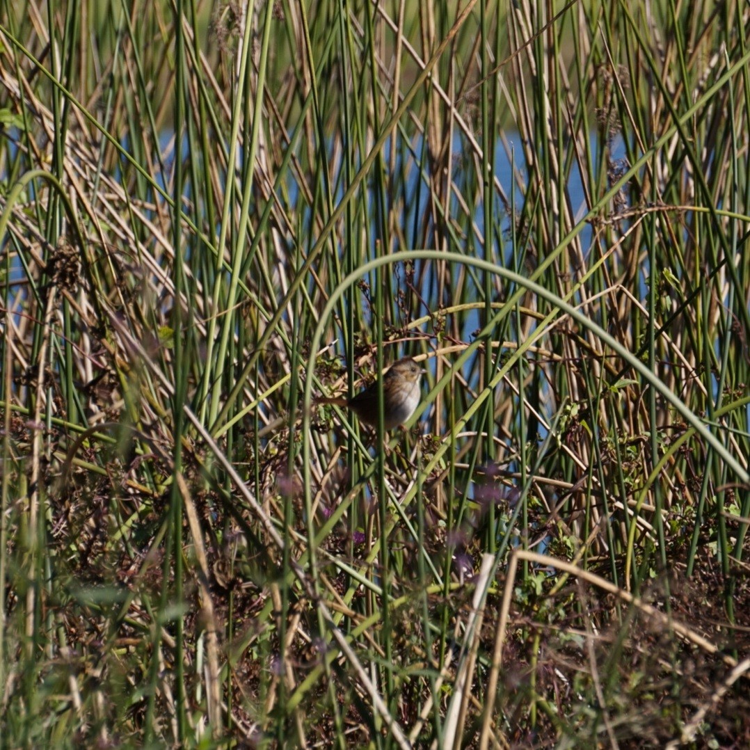 Swamp Sparrow - ML645974356