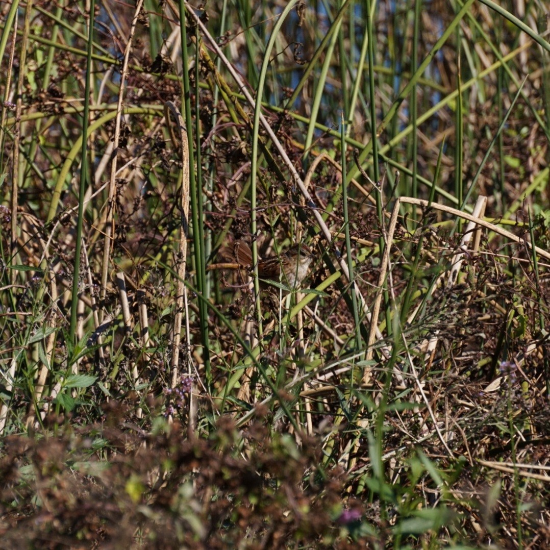 Swamp Sparrow - ML645974357