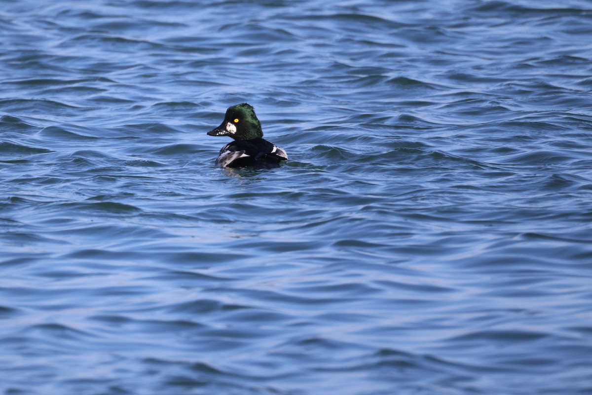 Common Goldeneye - ML645974360