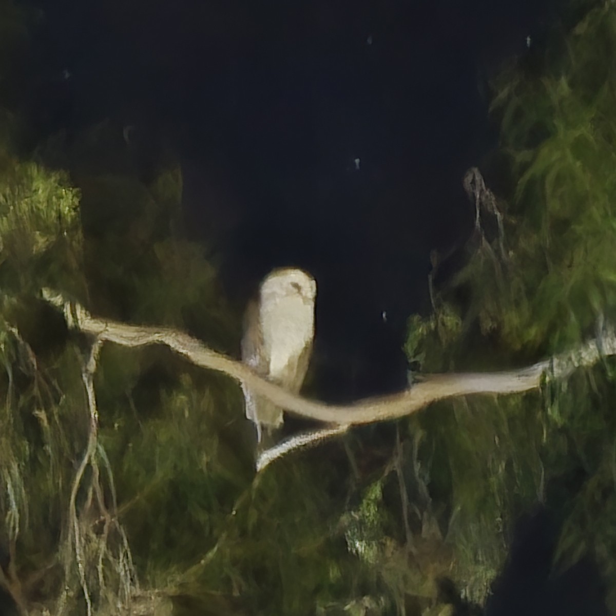 Lechuza Común Americana - ML645974364