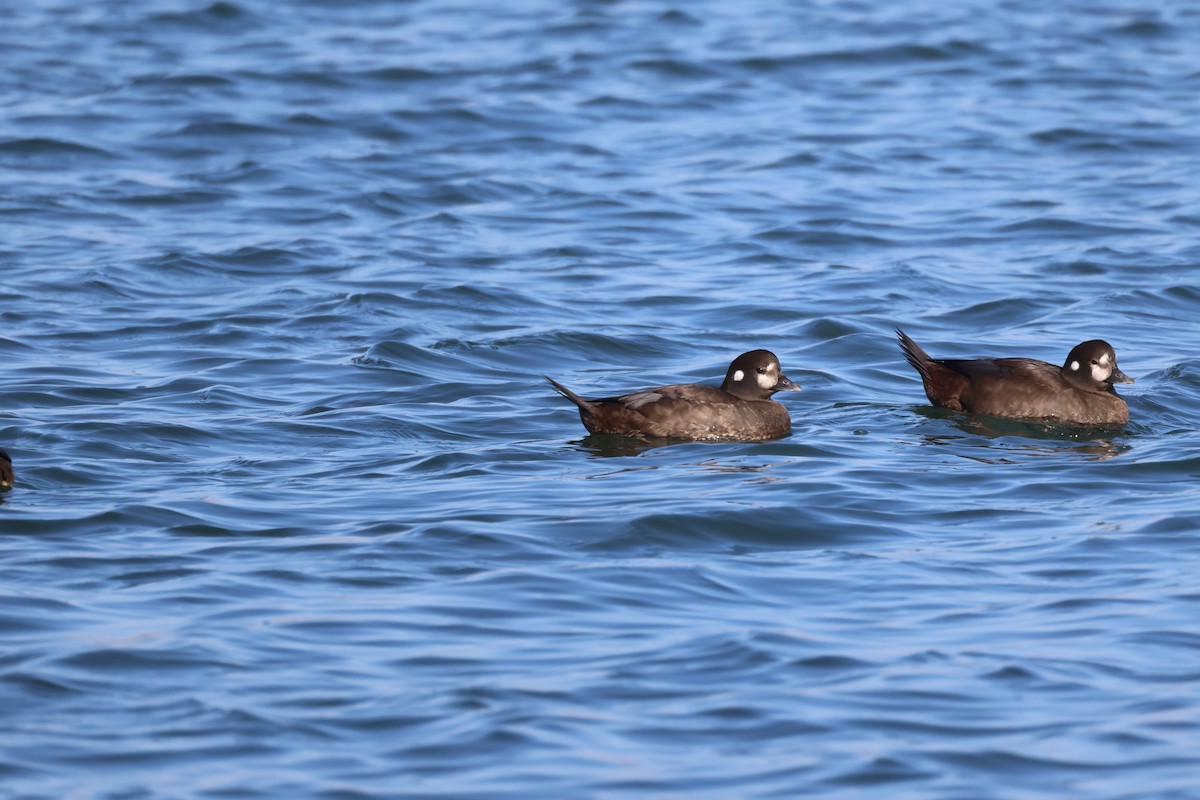 Harlequin Duck - ML645974368
