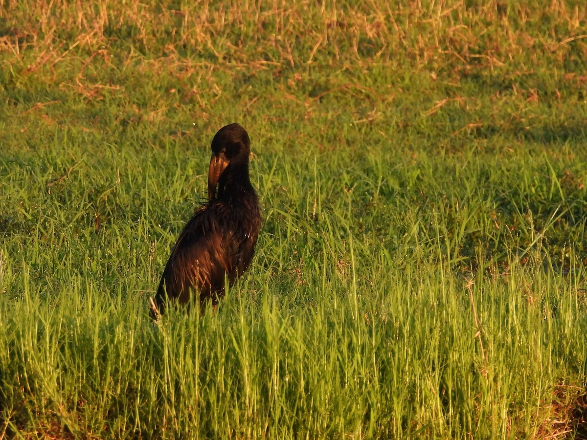 クロスキハシコウ - ML645974370