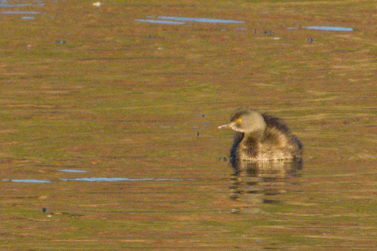 Least Grebe - ML645974372