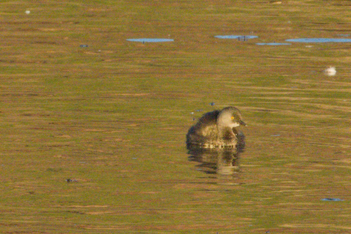 Least Grebe - ML645974373