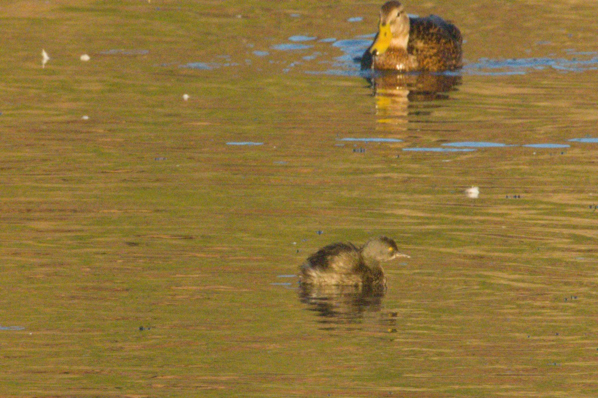 Least Grebe - ML645974374