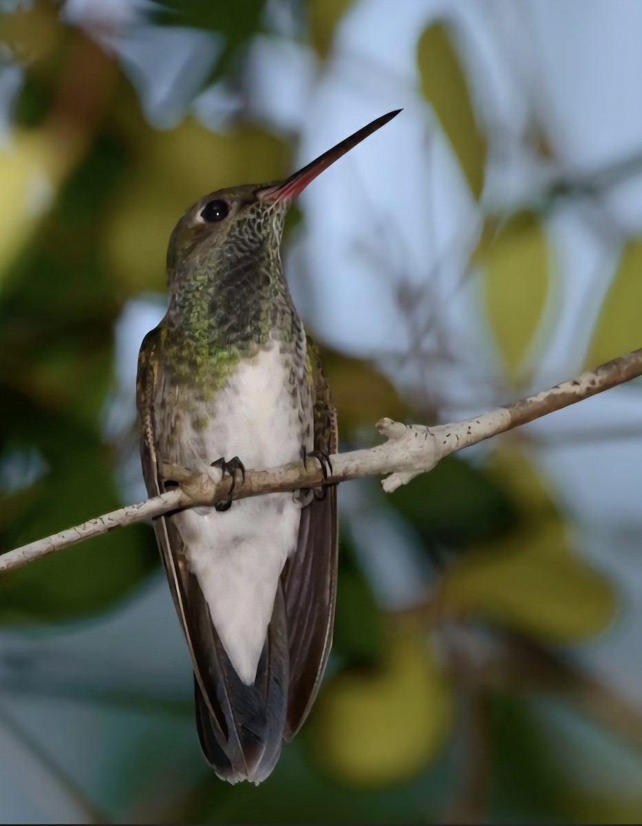 Glittering-throated Emerald - ML645974389