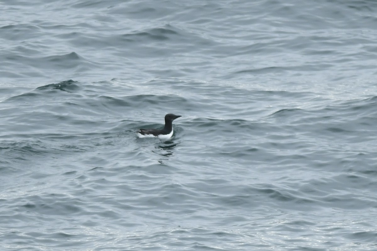 Thick-billed Murre - ML645974390
