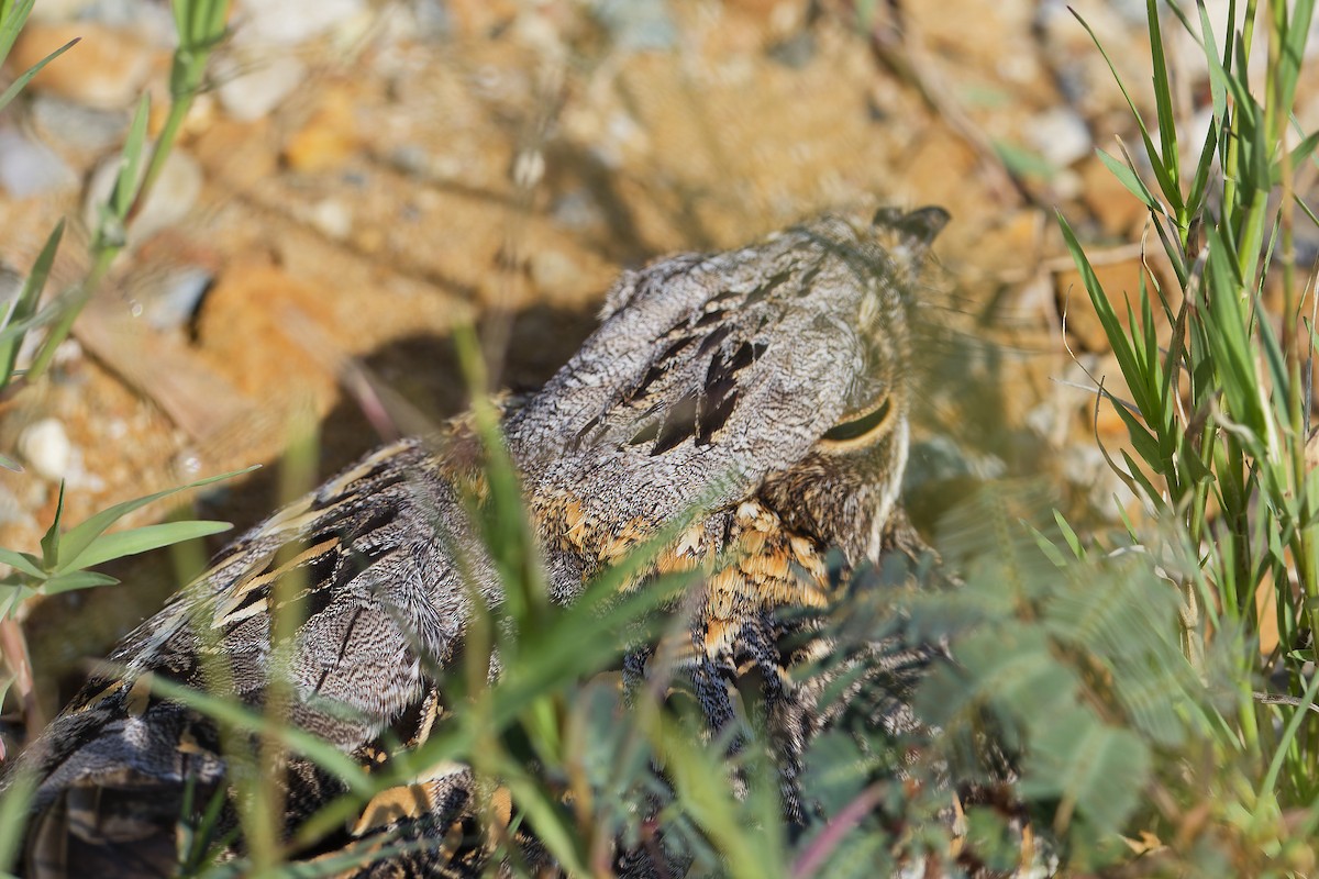 Chotacabras Hindú - ML645974394