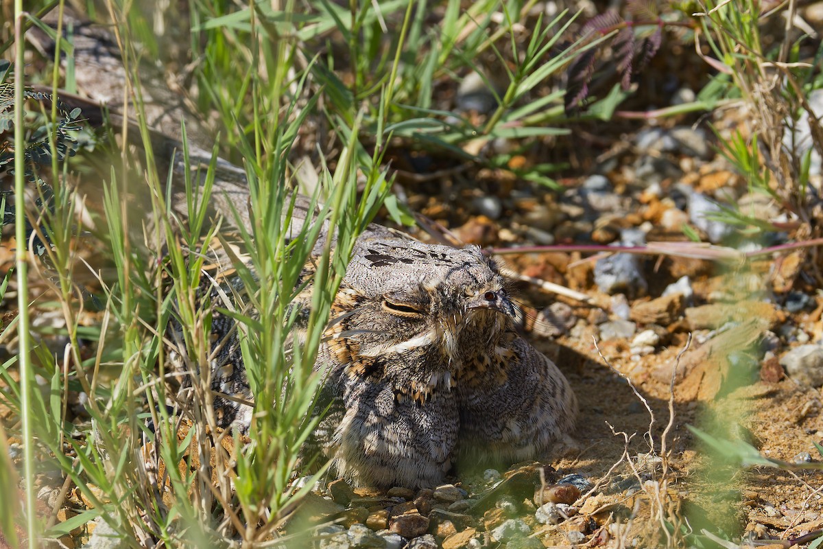 Chotacabras Hindú - ML645974395