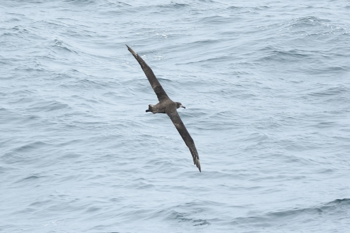 Black-footed Albatross - ML645974397