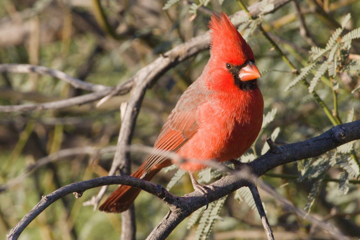 rødkardinal - ML645974407