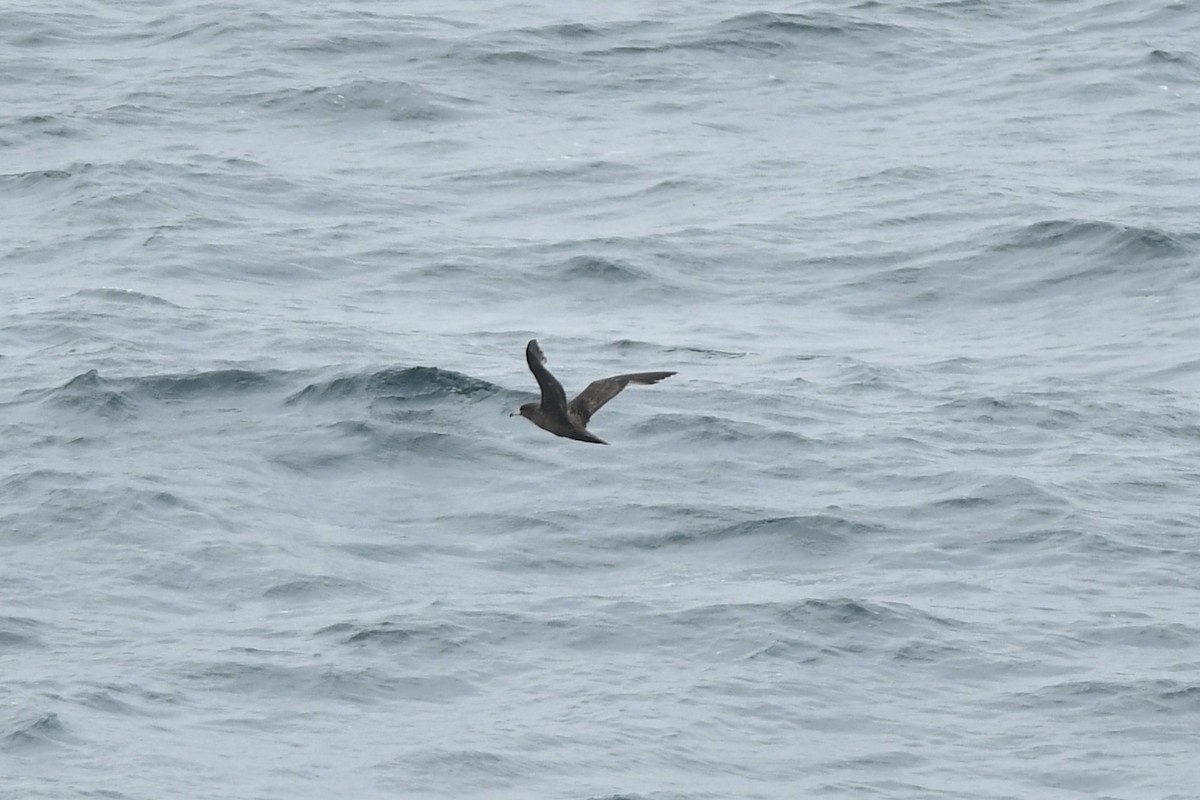 Flesh-footed Shearwater - ML645974408