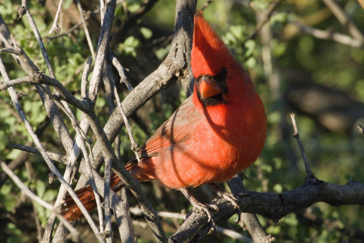 rødkardinal - ML645974409