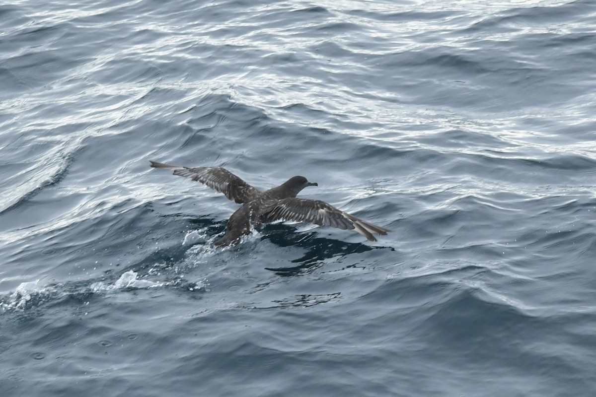 Sooty Shearwater - ML645974410