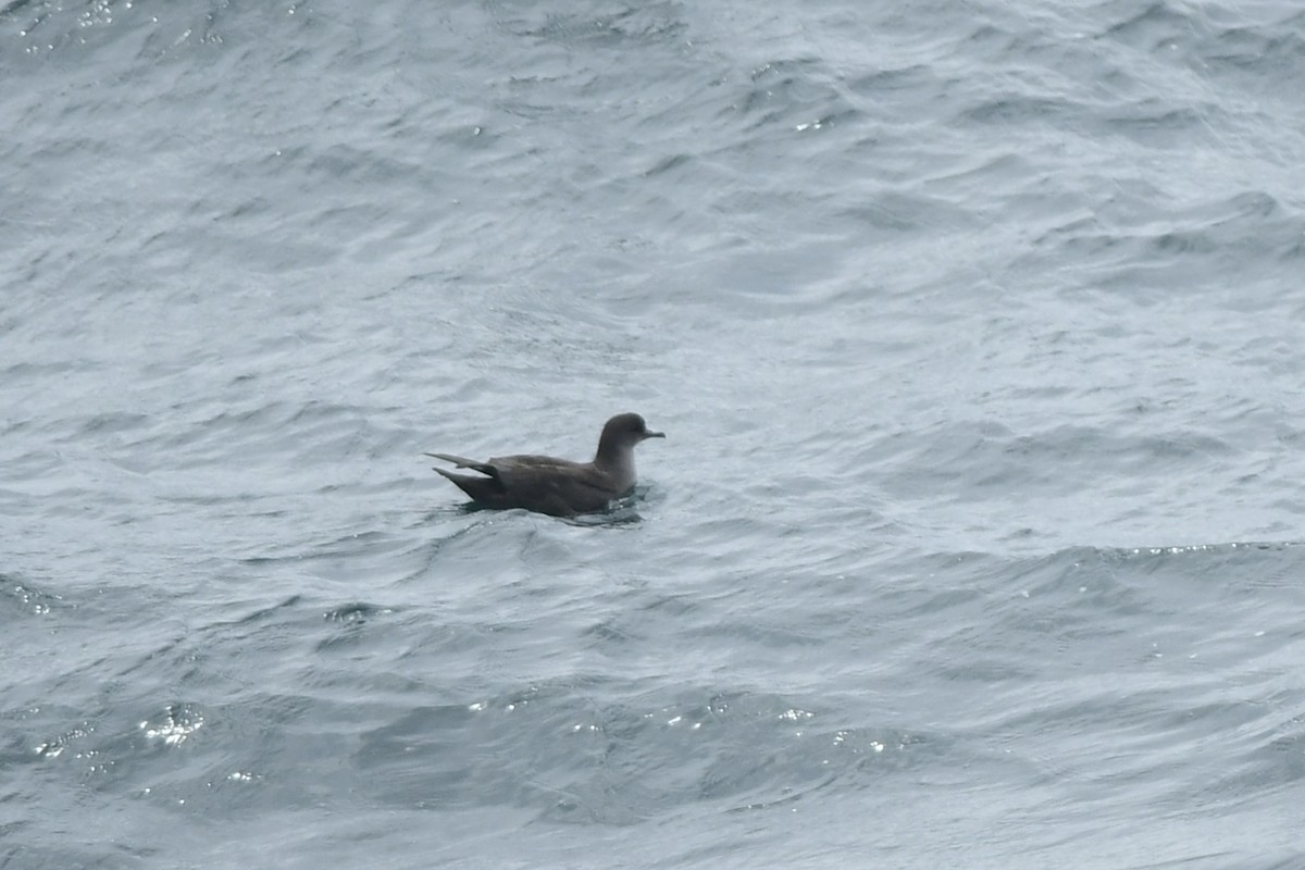 Short-tailed Shearwater - ML645974413
