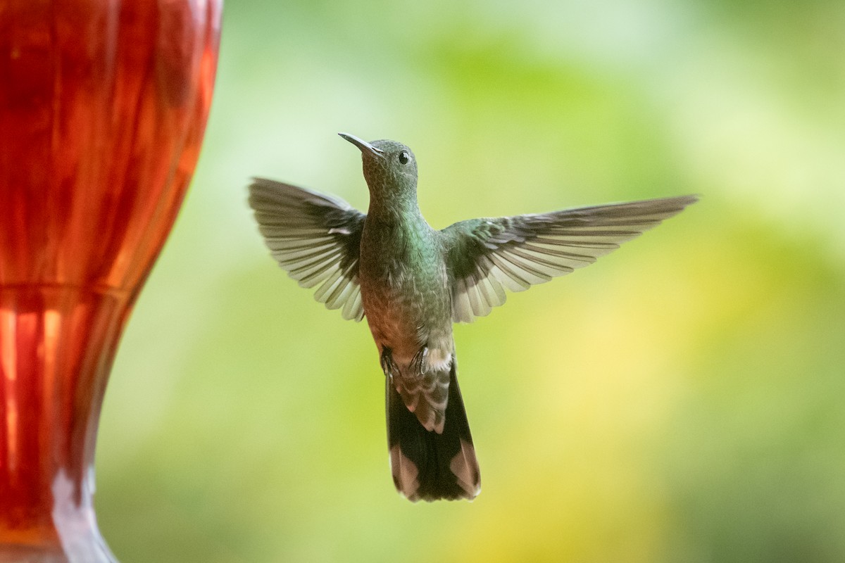 kolibřík skvrnitoprsý - ML645974424