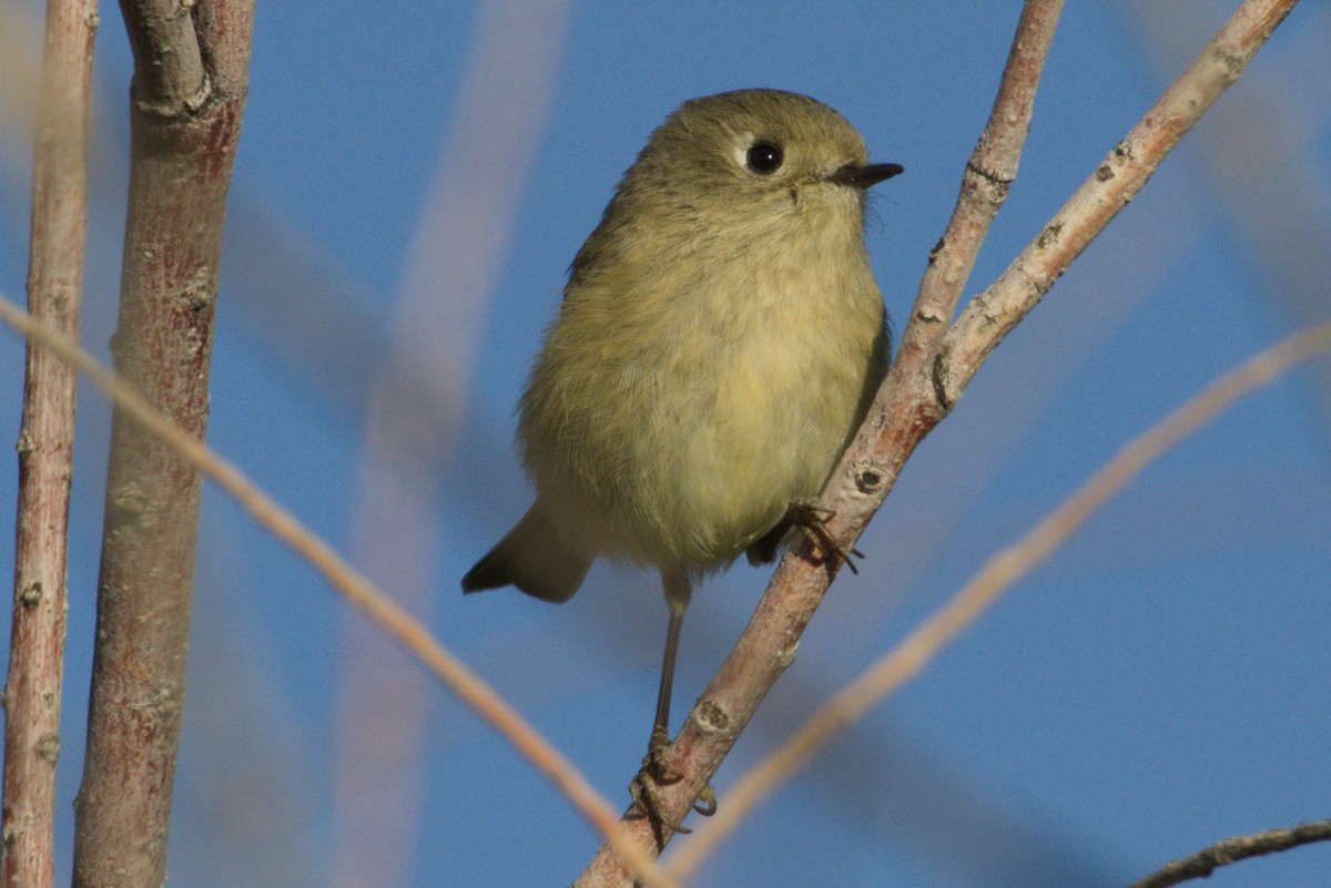Ruby-crowned Kinglet - ML645974425