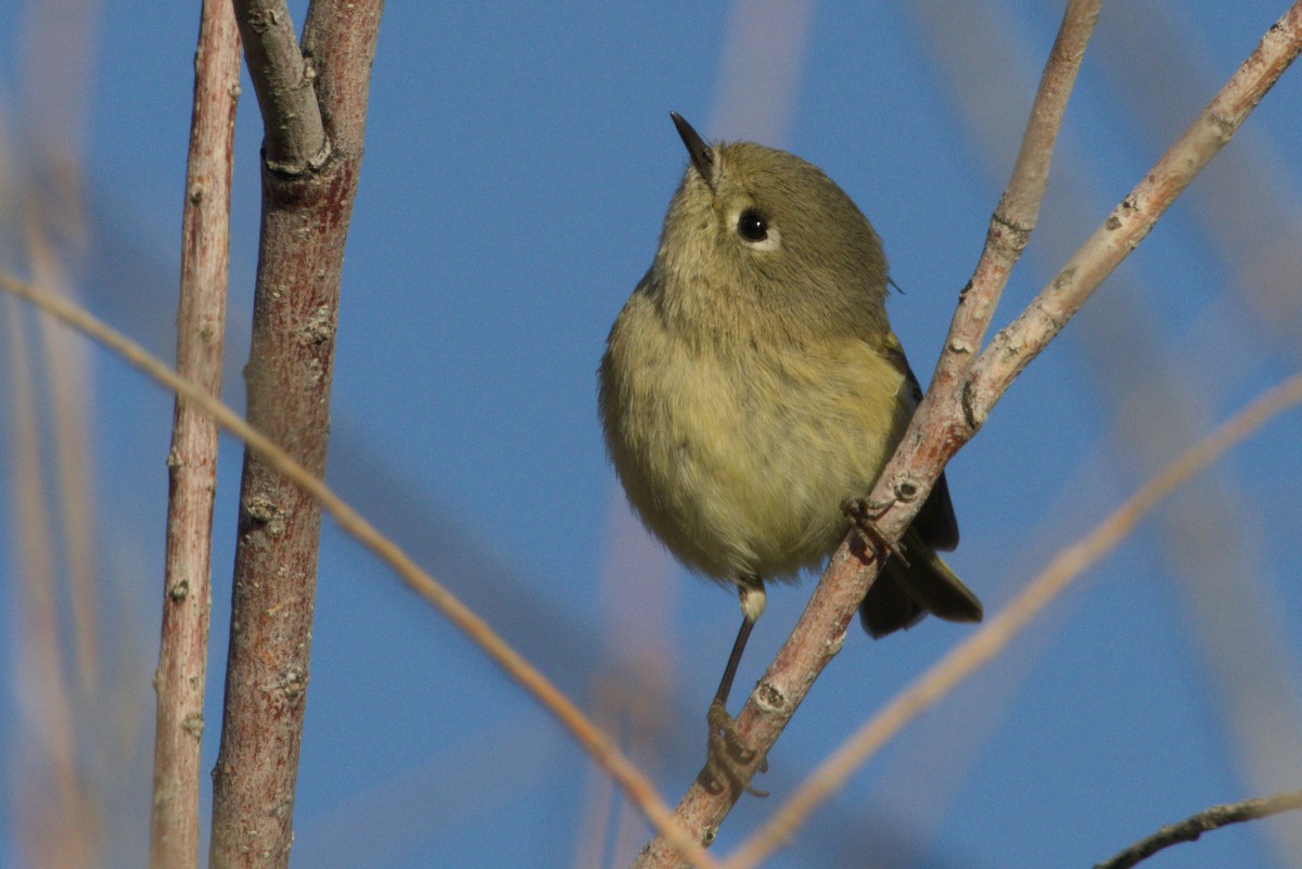 Ruby-crowned Kinglet - ML645974426