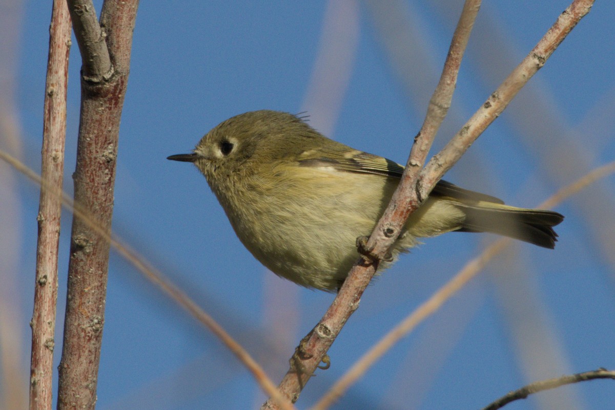 Ruby-crowned Kinglet - ML645974427