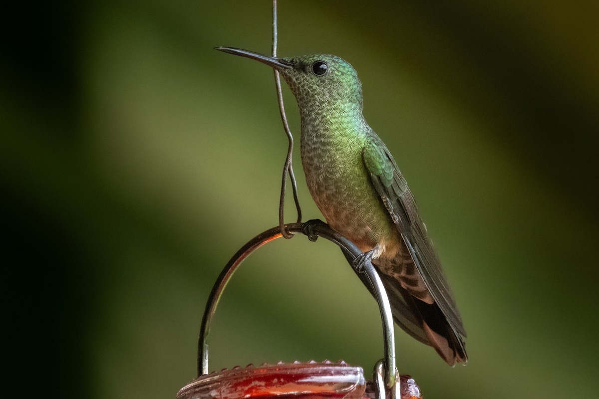 kolibřík skvrnitoprsý - ML645974446