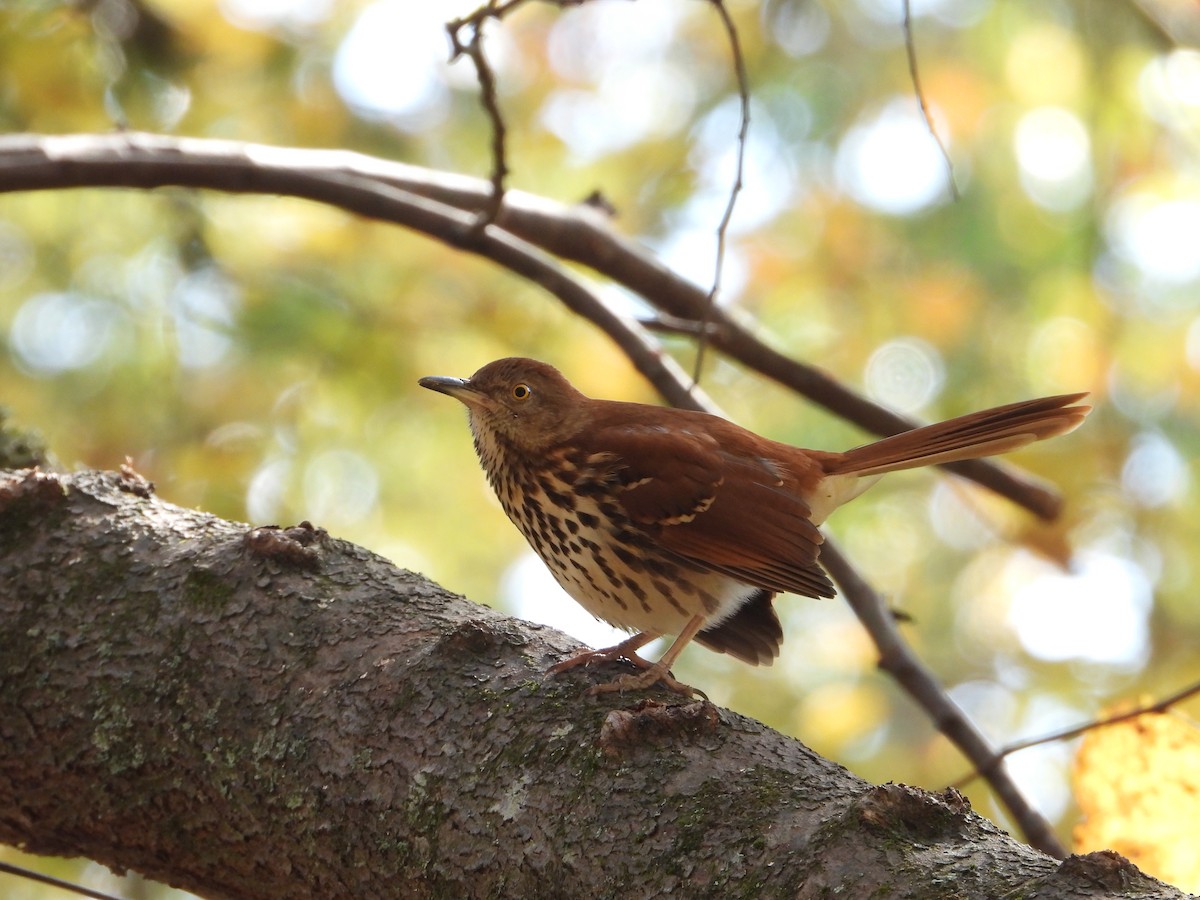 Brown Thrasher - ML645974450