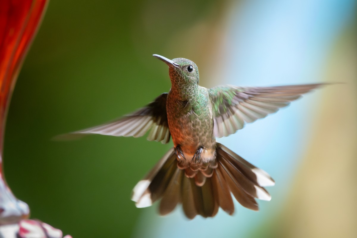 kolibřík skvrnitoprsý - ML645974466