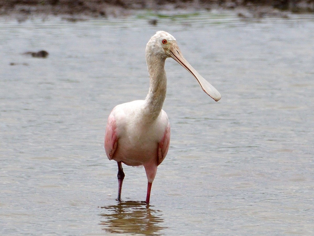 Rosalöffler - ML645974490