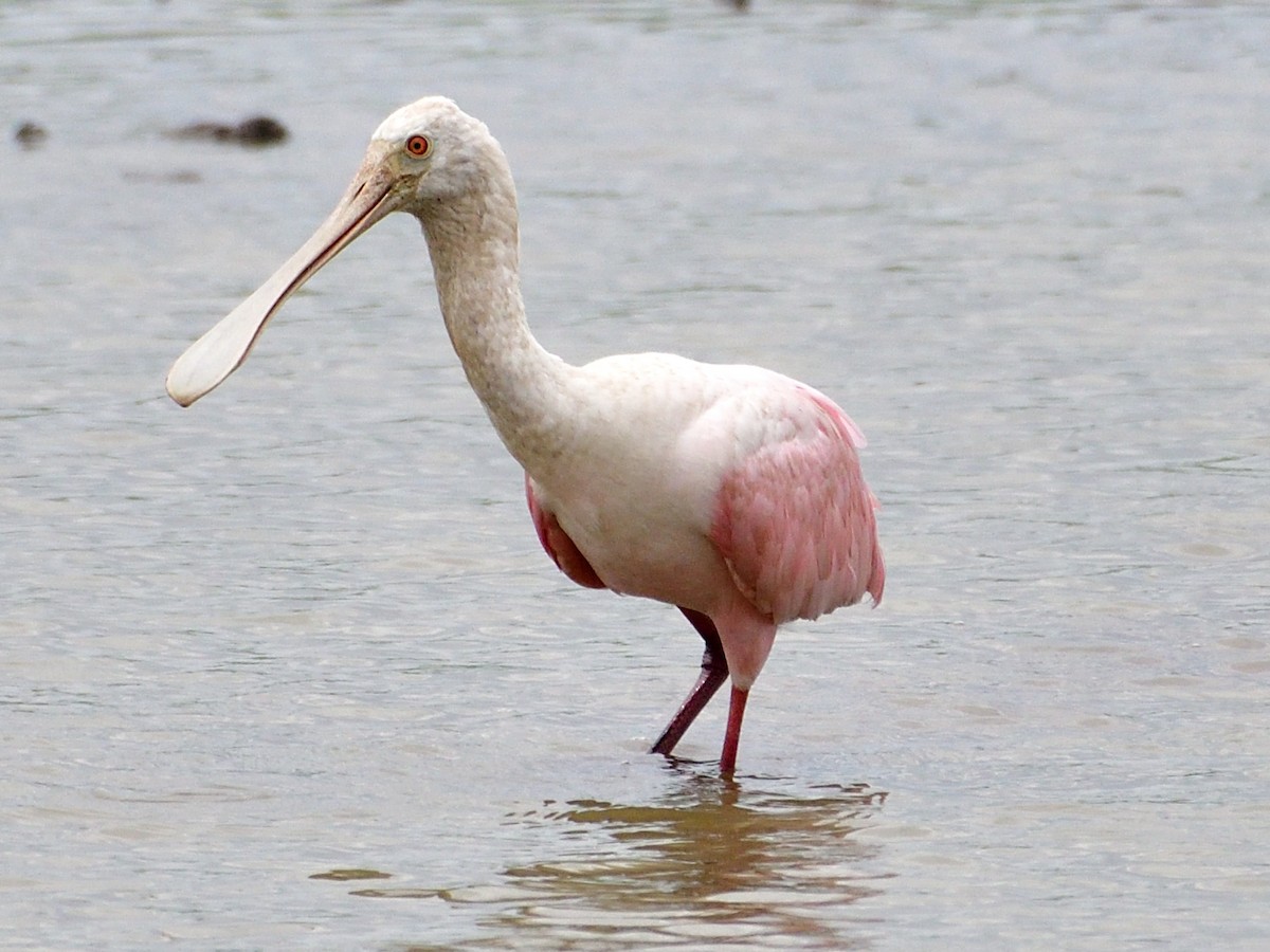 Rosalöffler - ML645974491