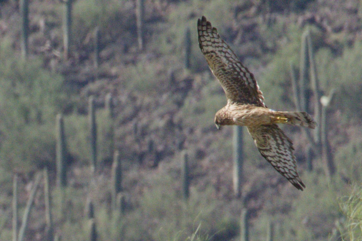 mørkmyrhauk - ML645974492