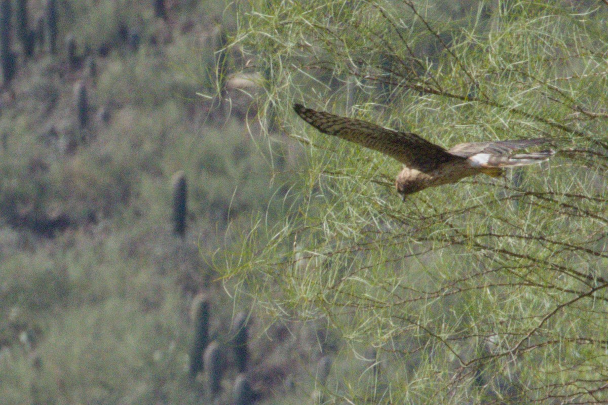 mørkmyrhauk - ML645974494