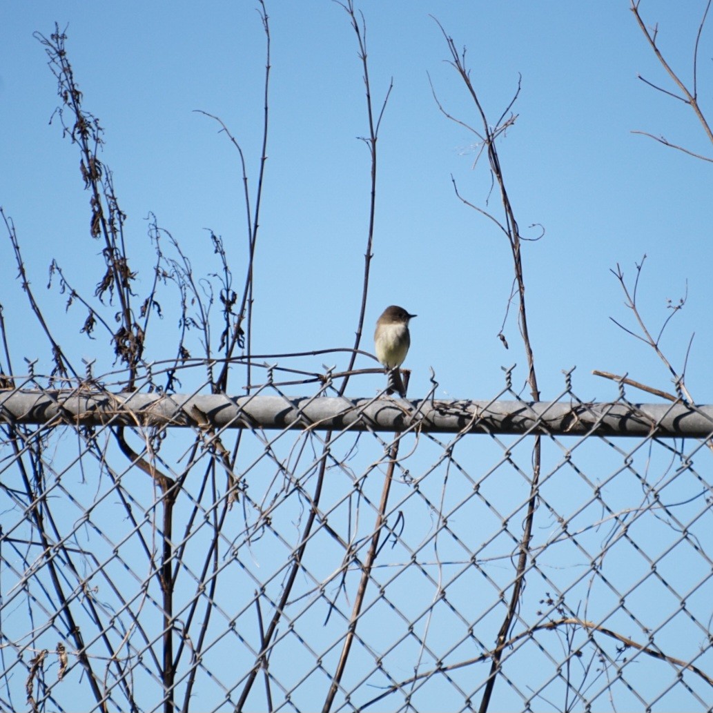 Eastern Phoebe - ML645974499