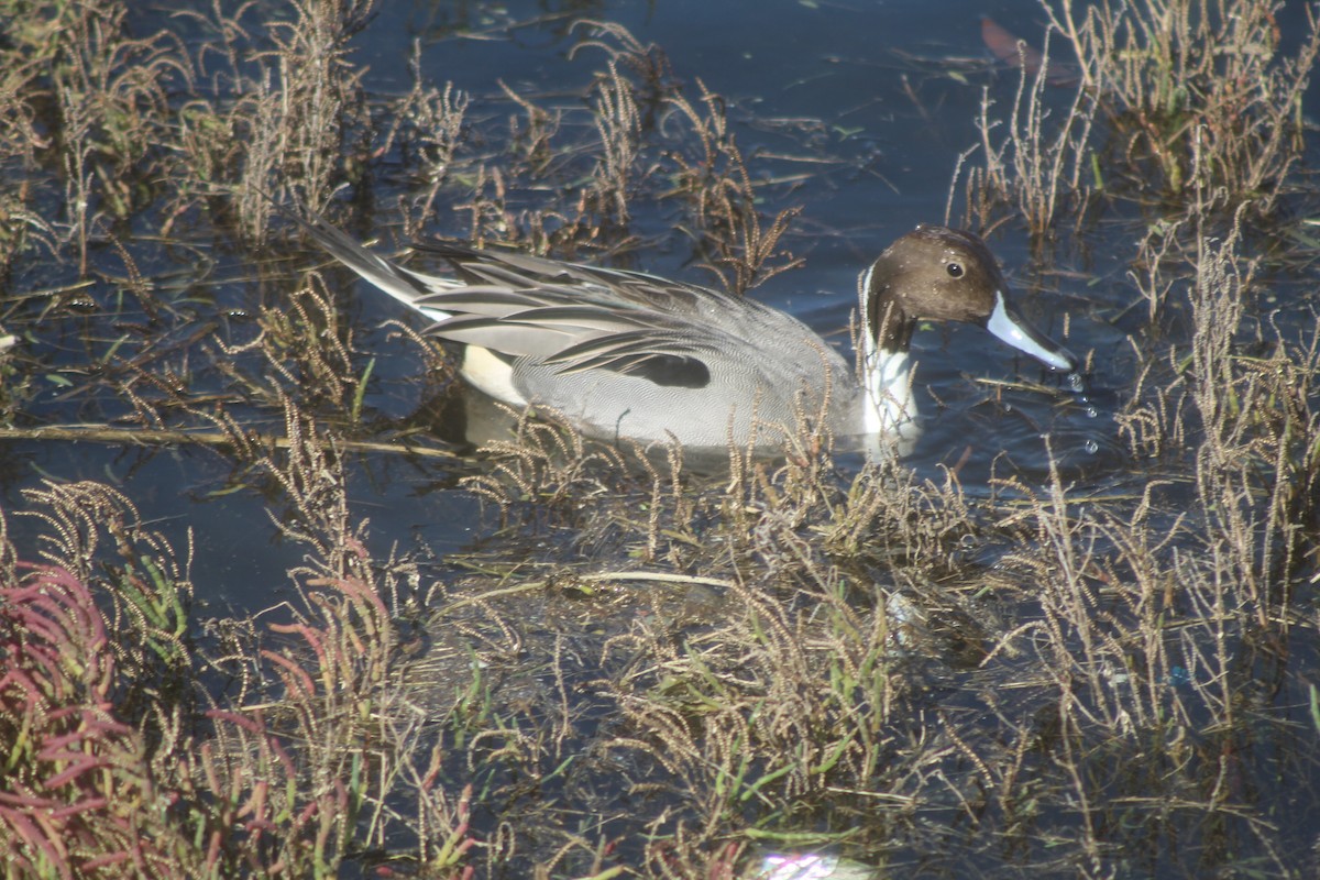 Northern Pintail - ML645974511