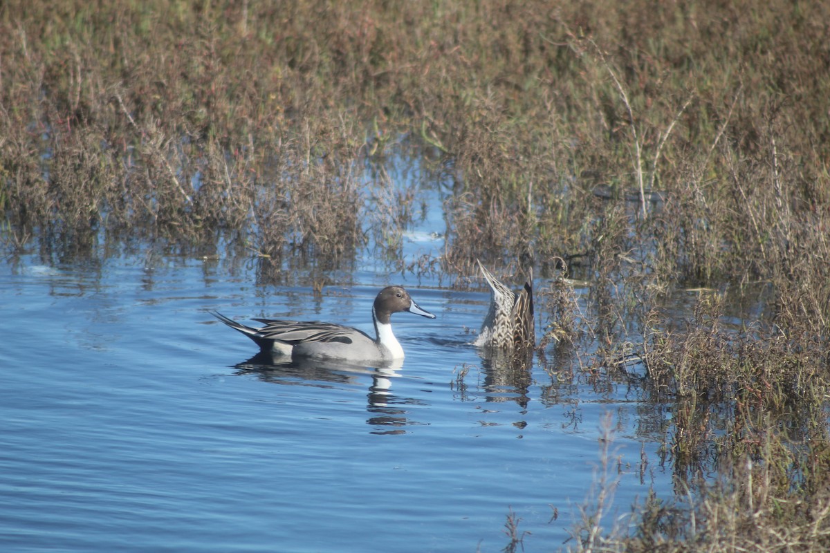Northern Pintail - ML645974512