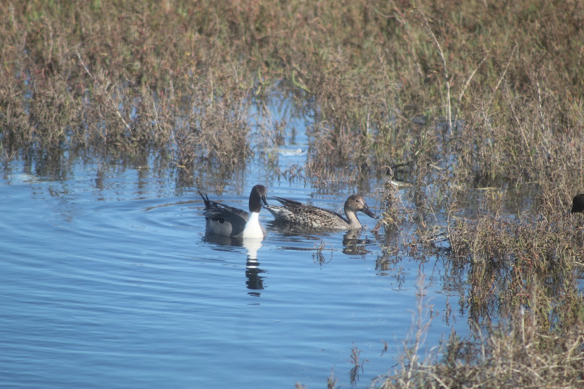 Northern Pintail - ML645974513