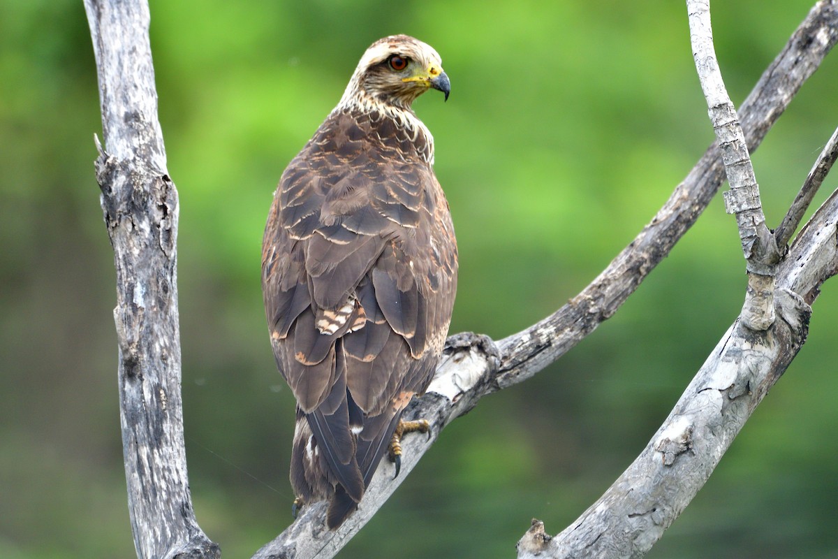 Саванный крабоед - ML645974518