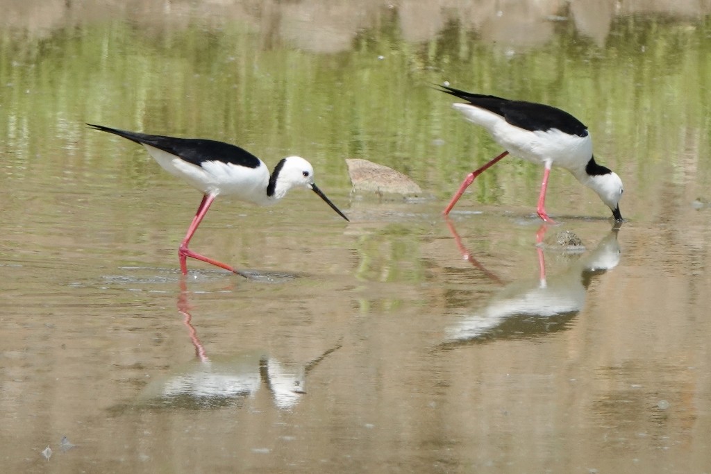Pied Stilt - ML645974521