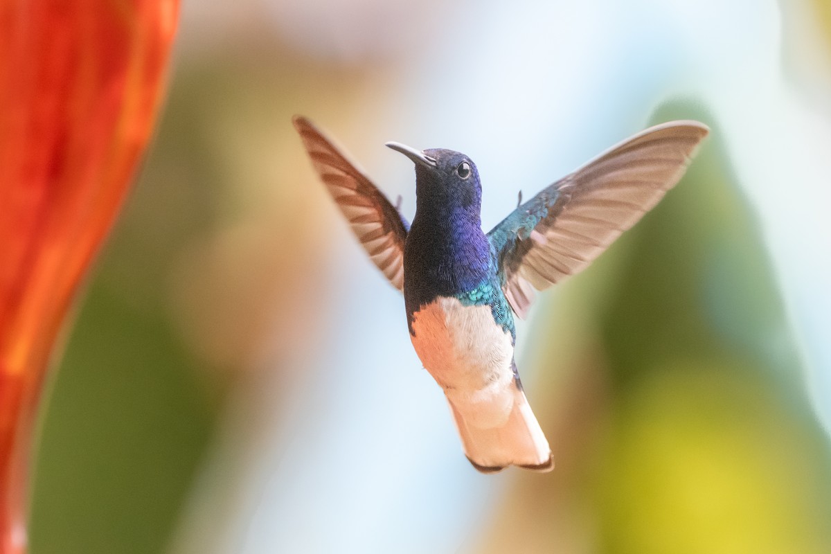 White-necked Jacobin - ML645974522