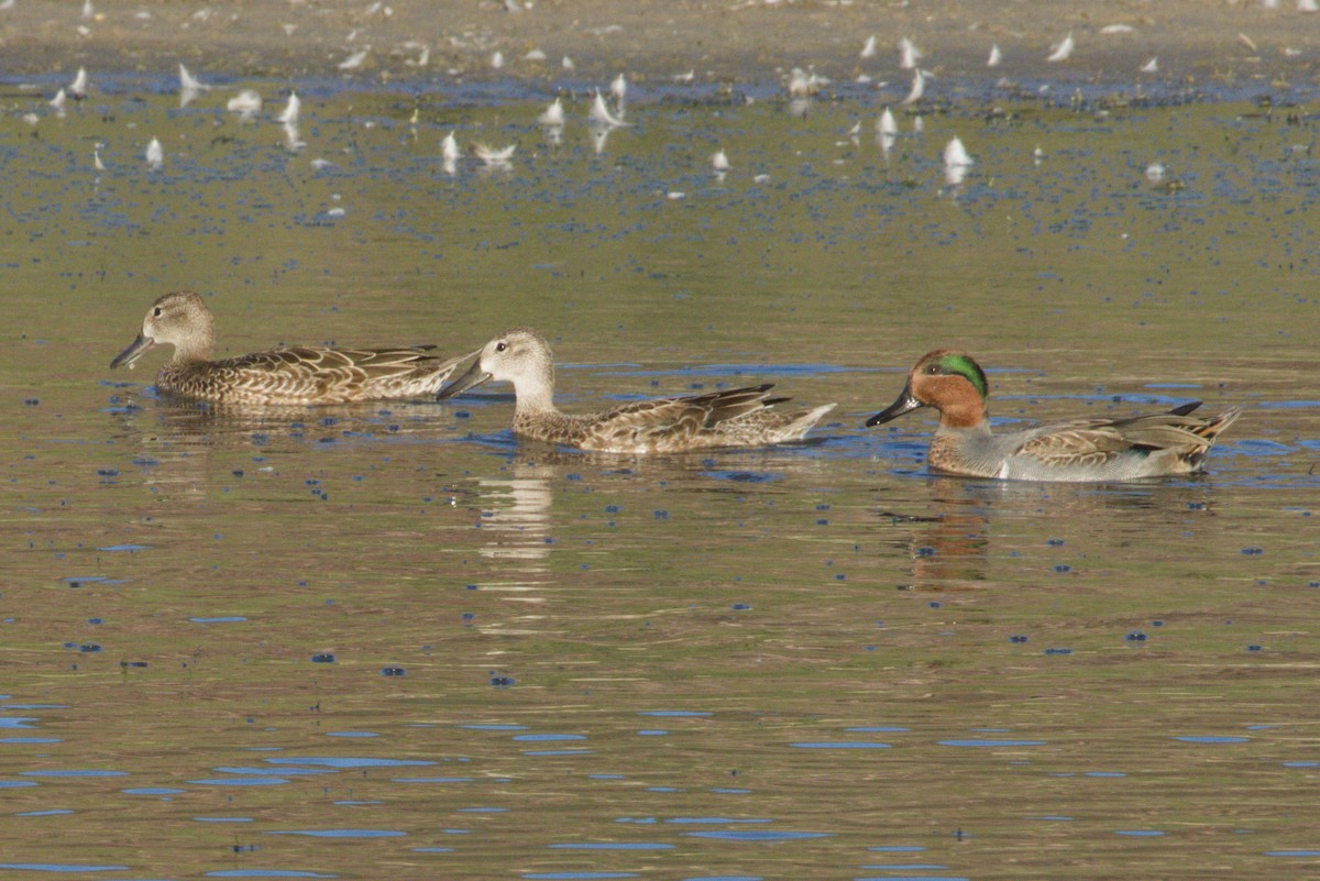 Blue-winged Teal - ML645974523