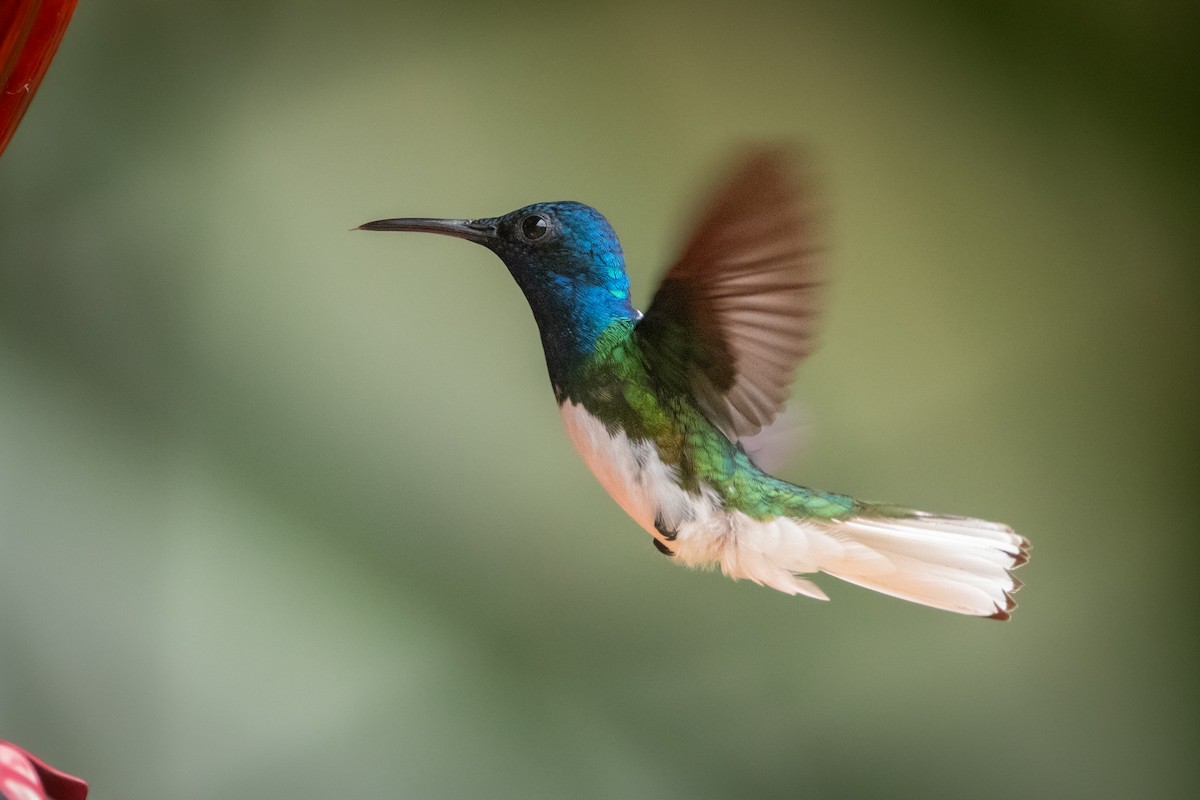 White-necked Jacobin - ML645974524