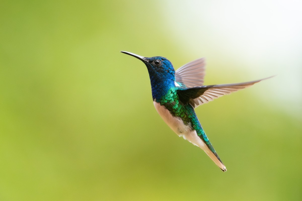 White-necked Jacobin - ML645974525