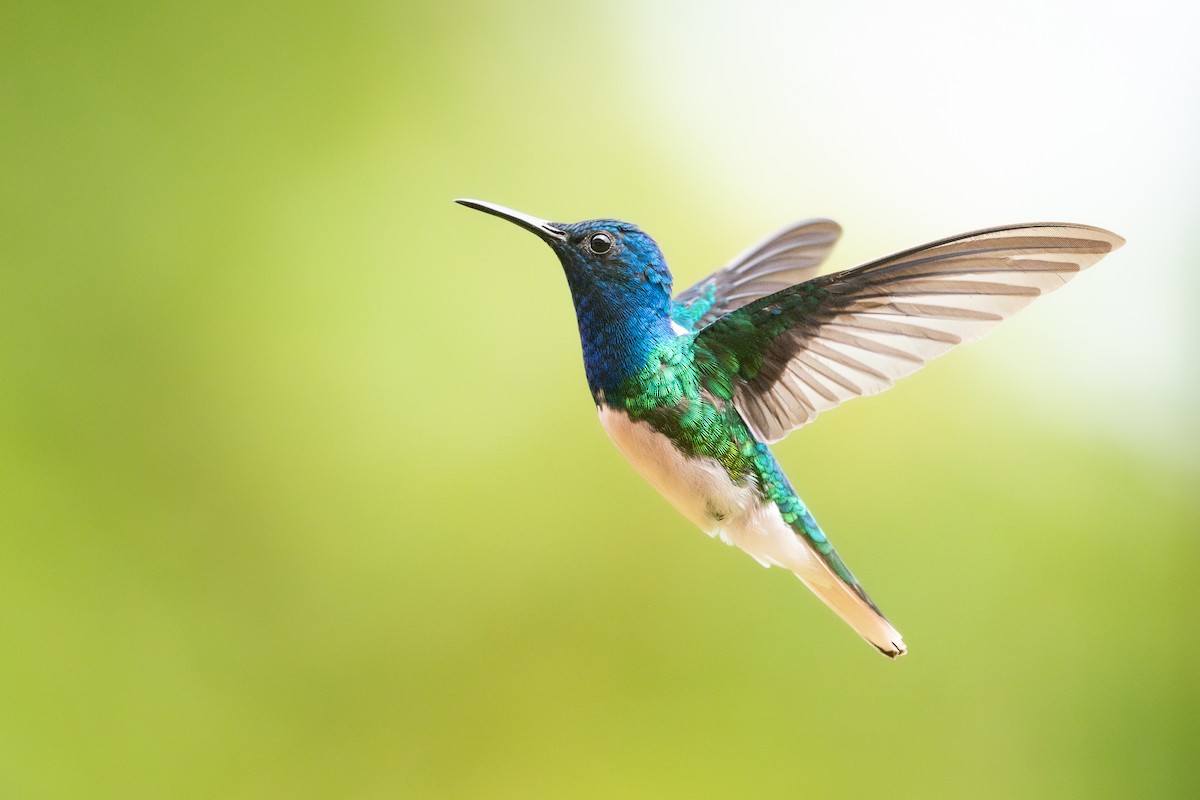 White-necked Jacobin - ML645974526