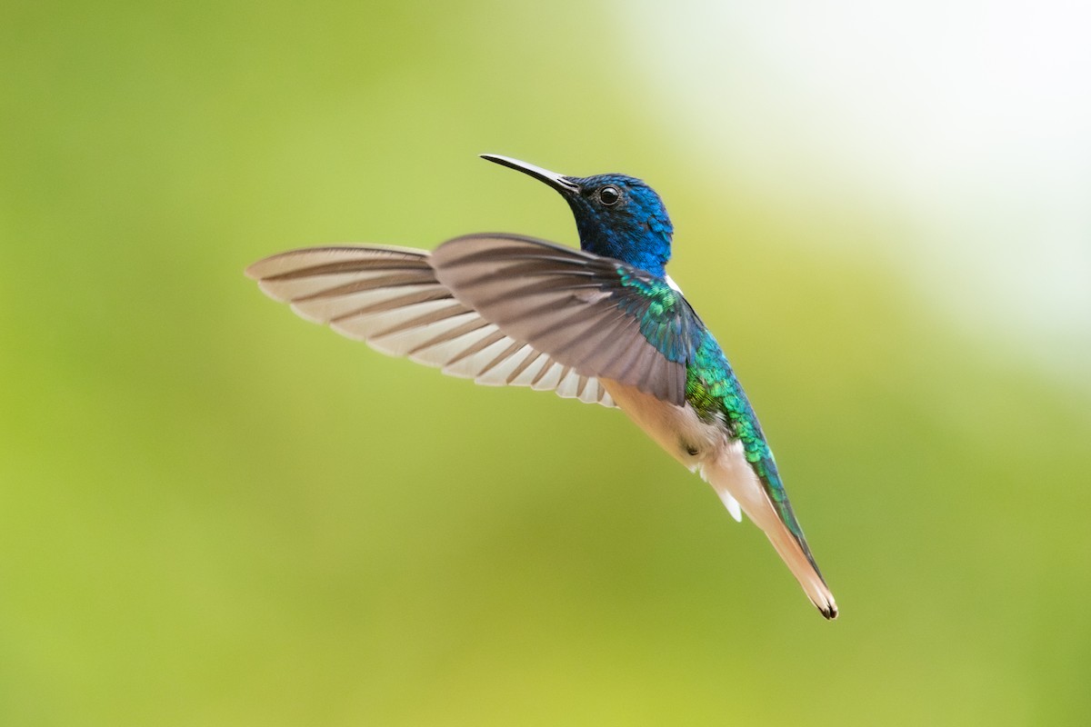 White-necked Jacobin - ML645974527