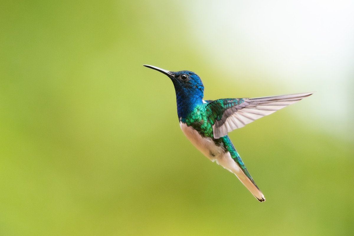 White-necked Jacobin - ML645974528