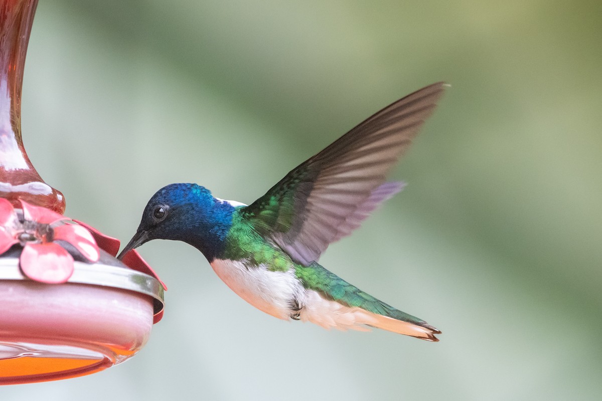 White-necked Jacobin - ML645974529