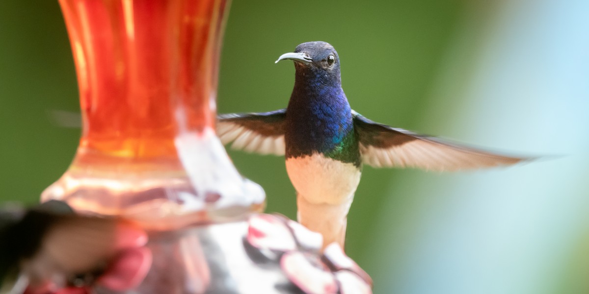 White-necked Jacobin - ML645974530