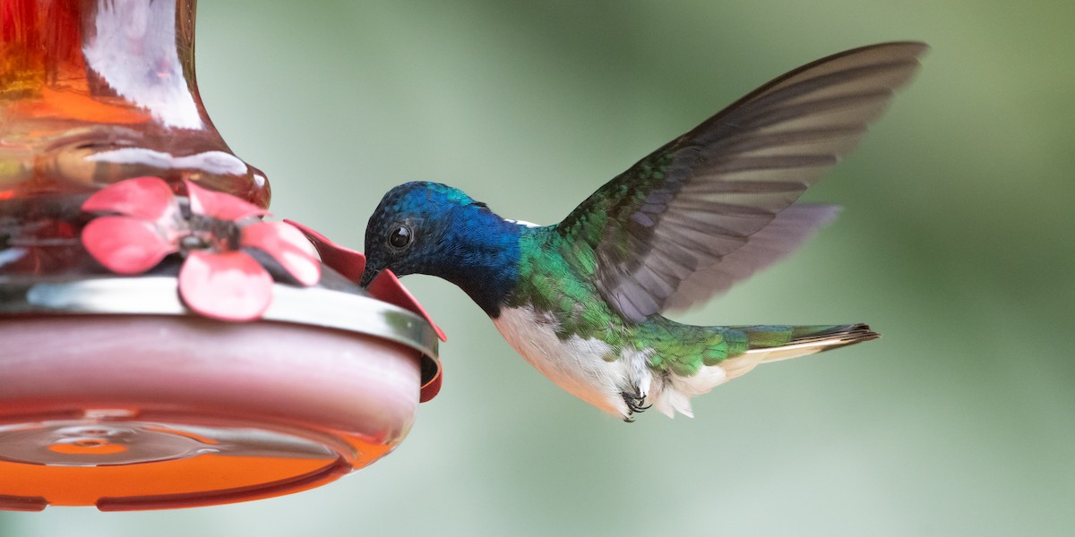 White-necked Jacobin - ML645974531