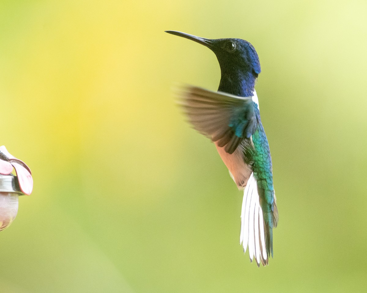 White-necked Jacobin - ML645974532