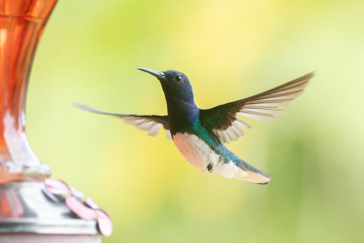 White-necked Jacobin - ML645974533