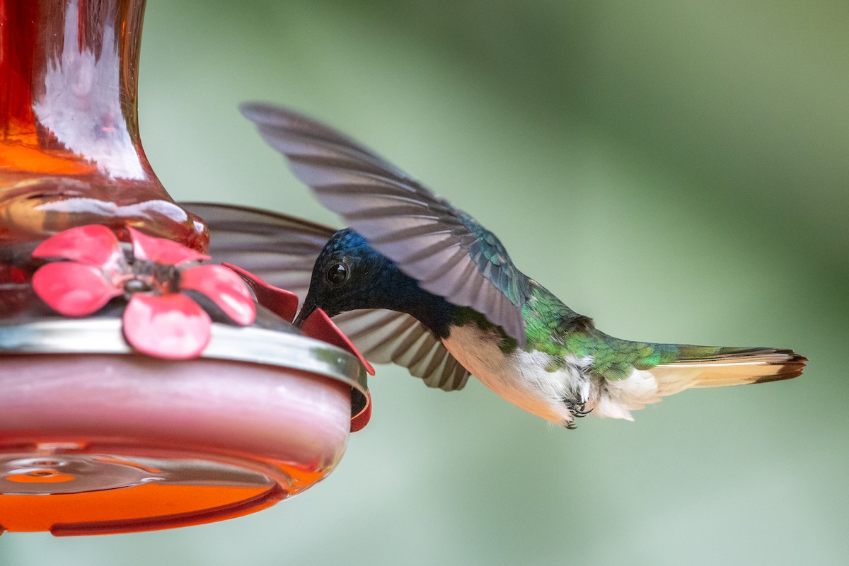 White-necked Jacobin - ML645974534